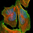 Anti-C14orf93 Antibody