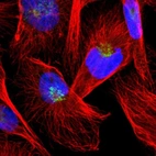 Immunofluorescent staining of human cell line U-251 MG shows localization to the Golgi apparatus.