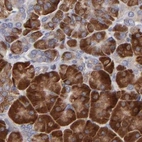Immunohistochemical staining of human pancreas using Anti-SND1 antibody HPA002632.