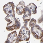 Immunohistochemical staining of human placenta using Anti-SND1 antibody HPA002632.