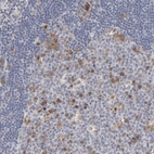 Immunohistochemical staining of human lymph node shows weak to moderate cytoplasmic positivity in germinal center cells.