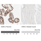 Anti-CDK6 Antibody