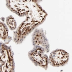 Immunohistochemical staining of human placenta shows strong nuclear positivity in trophoblastic cells.