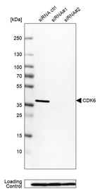Anti-CDK6 Antibody