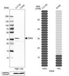 Western blot analysis in human cell lines U2OS and A-549 using Anti-CDK6 antibody. Corresponding CDK6 RNA-seq data are presented for the same cell lines. Loading control: Anti-COX4I1.