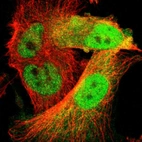 Immunofluorescent staining of human cell line U-251 MG shows localization to nucleoplasm & cytosol.