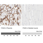 Anti-ITGA5 Antibody