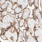 Immunohistochemical staining of human placenta shows moderate to strong membranous positivity in trophoblastic cells.