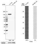 Western blot analysis in human cell lines U2OS and SK-MEL-30 using Anti-ITGA5 antibody. Corresponding ITGA5 RNA-seq data are presented for the same cell lines. Loading control: Anti-COX4I1.