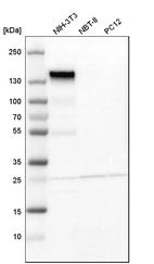 Western blot analysis in mouse cell line NIH-3T3, rat cell line NBT-II and rat cell line pC12.