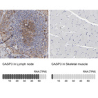 Anti-CASP3 Antibody