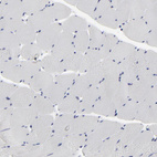 Anti-CASP3 Antibody