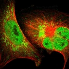Immunofluorescent staining of human cell line U-251 MG shows localization to nucleoplasm & mitochondria.