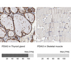 Anti-PDIA3 Antibody