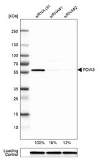 Western blot analysis in U-251MG cells transfected with control siRNA, target specific siRNA probe #1 and #2, using Anti-PDIA3 antibody. Remaining relative intensity is presented. Loading control: Anti-GAPDH.