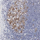 Immunohistochemical staining of human tonsil shows nuclear positivity in germinal center cells.