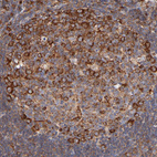 Anti-RPL27 Antibody