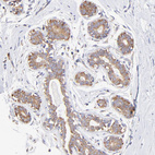 Anti-RPL30 Antibody