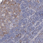 Immunohistochemical staining of human lymph node shows strong cytoplasmic positivity in germinal center cells.