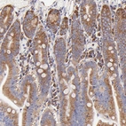 Immunohistochemical staining of human small intestine shows strong cytoplasmic positivity in glandular cells.