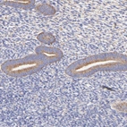 Immunohistochemical staining of human endometrium shows strong cytoplasmic positivity in glandular cells.