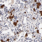 Anti-SELP Antibody