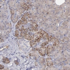Immunohistochemical staining of human pancreas shows moderate granular cytoplasmic positivity in exocrine glandular cells.