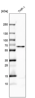 Western blot analysis in human cell line THP-1.