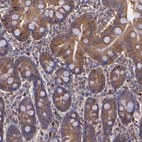 Immunohistochemical staining of human duodenum shows moderate cytoplasmic positivity in glandular cells.