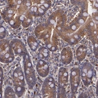 Immunohistochemical staining of human duodenum shows moderate cytoplasmic positivity in glandular cells.