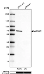 Western blot analysis in HEK293 cells transfected with control siRNA, target specific siRNA probe #1, using Anti-WASHC1 antibody. Remaining relative intensity is presented. Loading control: Anti-GAPDH.