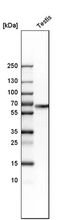 Western blot analysis in human testis tissue.