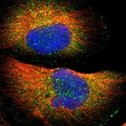 Immunofluorescent staining of human cell line U-251 MG shows localization to vesicles.
