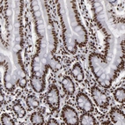 Immunohistochemical staining of human small intestine shows strong nuclear positivity in glandular cells.