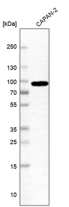 Western blot analysis in human cell line CAPAN-2.