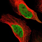 Immunofluorescent staining of human cell line U-2 OS shows localization to nucleoplasm.