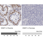 Anti-DNMT1 Antibody