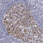 Immunohistochemical staining of human lymph node shows strong nuclear positivity in germinal center cells.