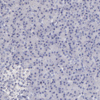 Immunohistochemical staining of human pancreas shows no positivity in exocrine glandular cells as expected.