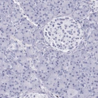 Immunohistochemical staining of human pancreas shows no positivity in exocrine glandular cells as expected.