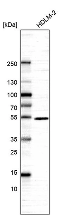 Western blot analysis in human cell line HDLM-2.
