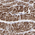 Anti-ZNF175 Antibody