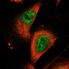 Immunofluorescent staining of human cell line U-251 MG shows localization to nucleoplasm & cytosol.