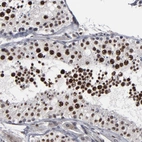 Immunohistochemical staining of human testis shows strong nuclear positivity in cells in seminiferous ducts.
