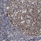 Immunohistochemical staining of human tonsil shows strong nuclear positivity in germinal center cells.