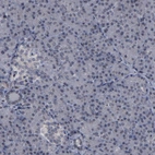 Immunohistochemical staining of human pancreas shows no positivity in exocrine glandular cells as expected.