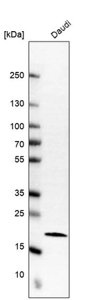 Western blot analysis in human cell line Daudi.