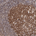 Immunohistochemical staining of human tonsil shows strong nuclear positivity in germinal center cells.