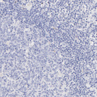 Immunohistochemical staining of human lymph node shows no positivity in lymphoid cells as expected.