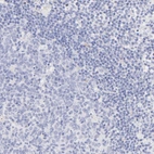 Immunohistochemical staining of human lymph node shows no positivity in lymphoid cells as expected.